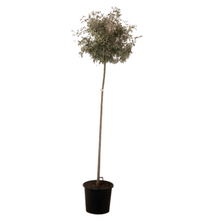 Hängende Wildbirne 'Pendula'