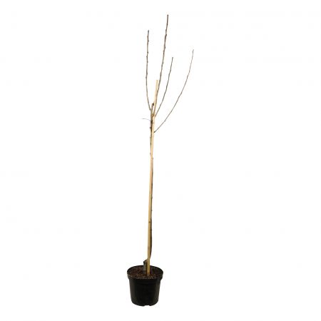 Birnebaum 'Bonne Louise d'Avranches'