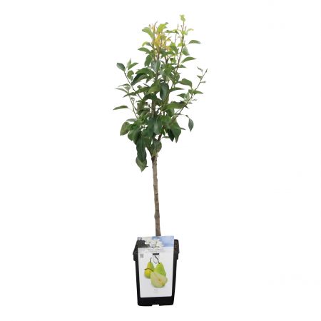 Birnebaum 'Bonne Louise d'Avranches'