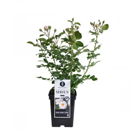 Zierrose 'Sirius'