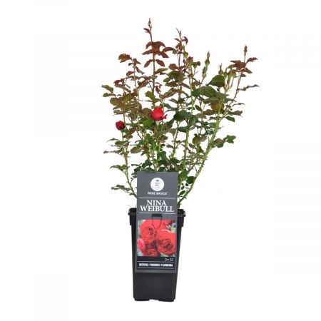 Zierrose 'Nina Weibull'