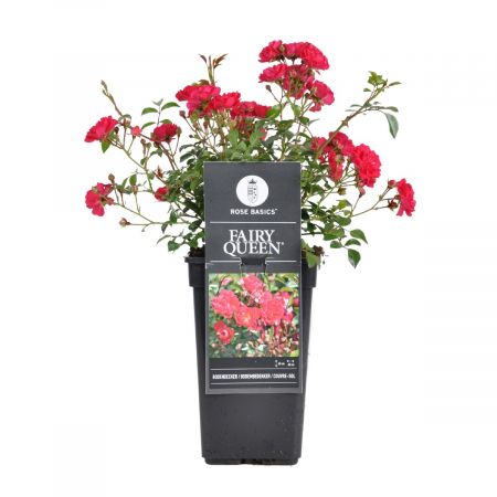 Bodendeckerrose 'Fairy Queen'