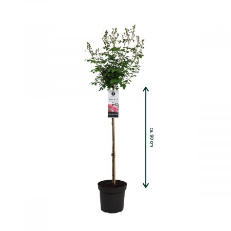 Stammrose 'Bonica'