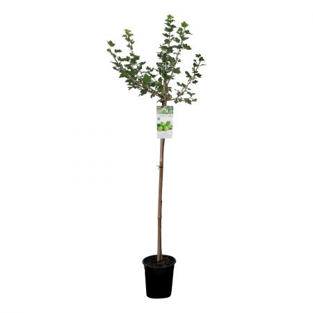 Stachelbeere. 'Hinnonmaki Groen'