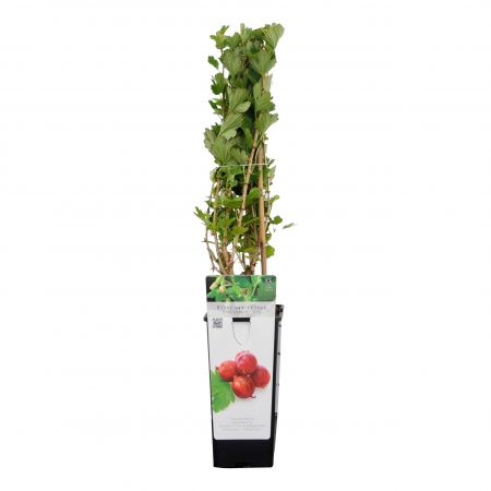 Johannisbeere 'Hinnonmaki Rood'