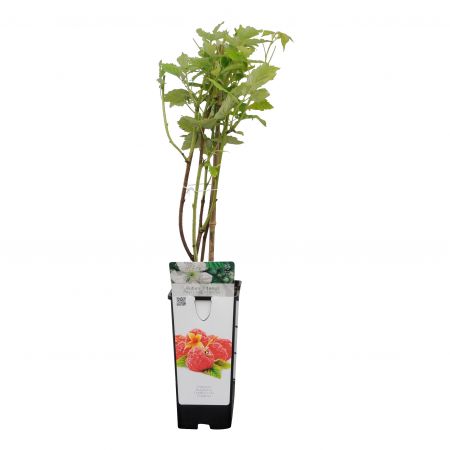 Himbeere 'Malling Promise'