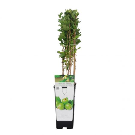 Stachelbeere 'Hinnonmaki Groen'