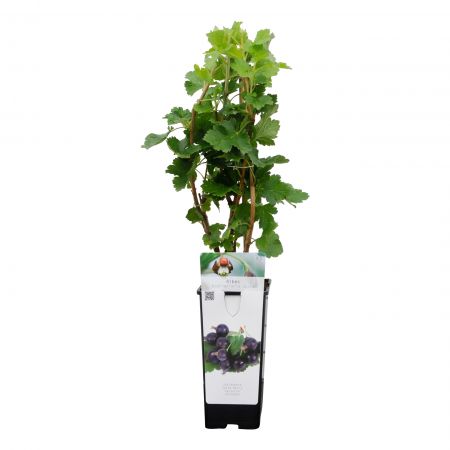Schwarze Johannisbeere 'Jostabes'