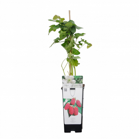 Brombeere 'Tayberry'