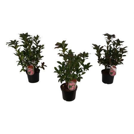 Laubaberfende Azalee 'Homebush'