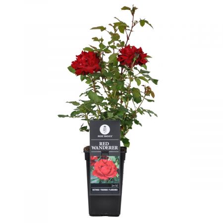 Zierrose 'Red Wanderer'