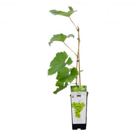Weintraube 'Witte van der Laan'