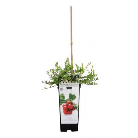 Moosbeere 'Pilgrim'