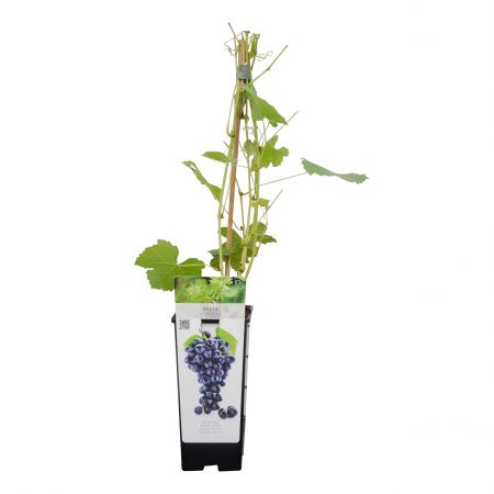 Weinrebe 'Boskoop Glory'