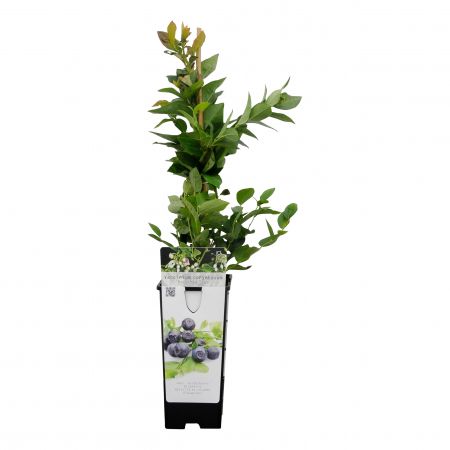 Blaubeere 'Brigitta Blue'