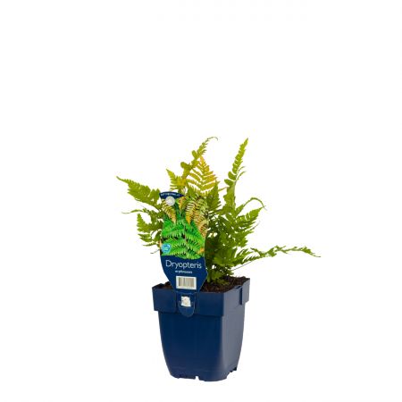 Dryopteris erythrosora