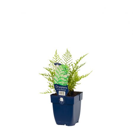 Dryopteris filix mas 'Linearis Polydactyla'