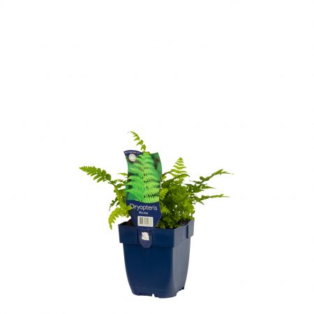 Dryopteris filix mas