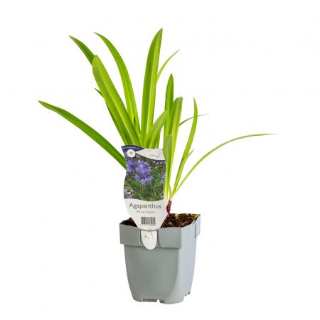 Schmucklilie 'African Queen'