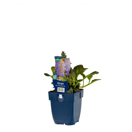 Heidegünsel 'Atropurpurea'