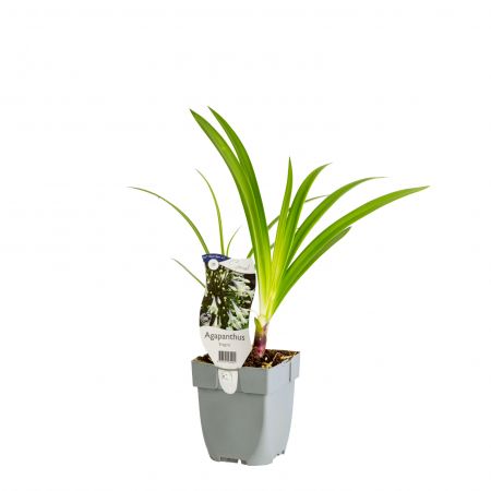 Schmucklilie 'Enigma'