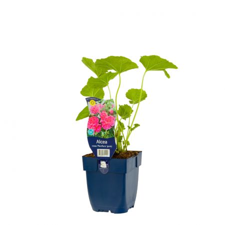 Stockrose 'Pleniflora' (pink)