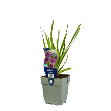 Zierlauch 'Millennium'