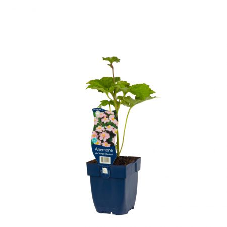 Herbstanemone 'Königin Charlotte'