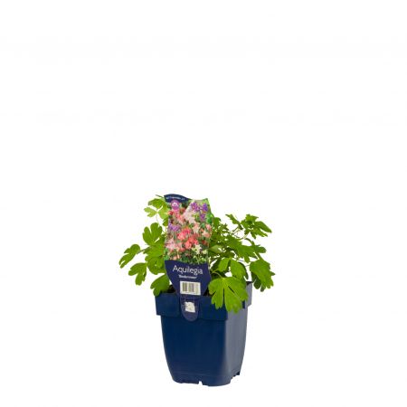 Columbine 'Biedermeier'