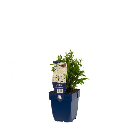 Aster 'Schneekissen'
