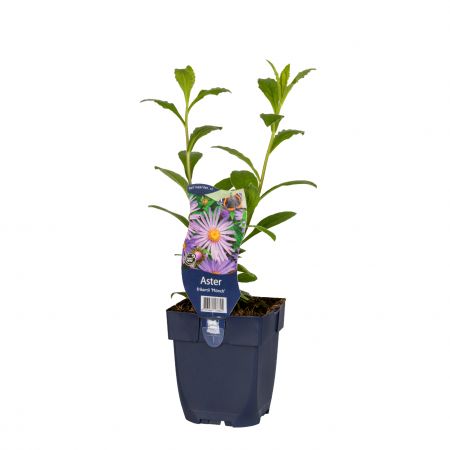 Aster 'Monch'