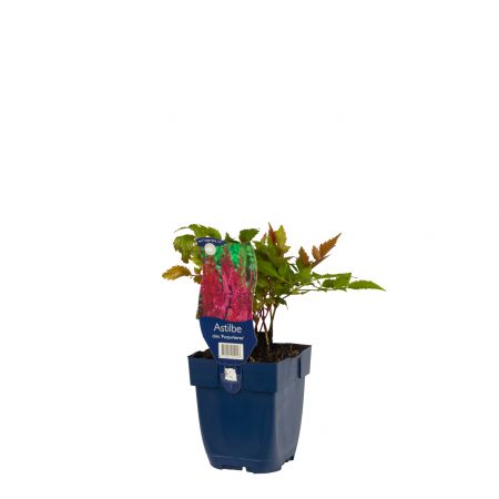 Prachtspiere 'Purpurkerze'