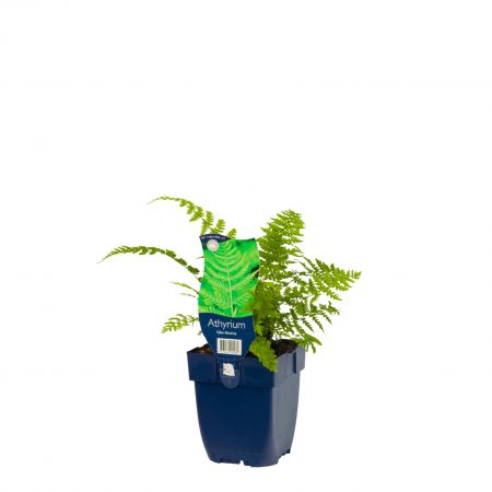 Athyrium filix-femina