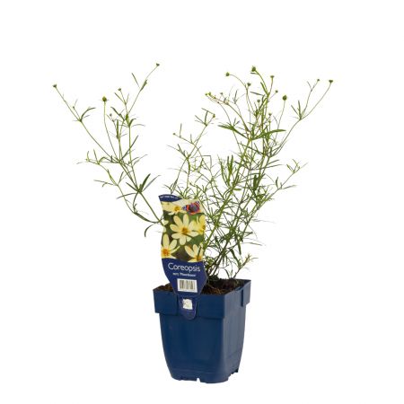 Coreopsis verticillata 'Moonbeam'