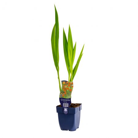 Oranjebloem