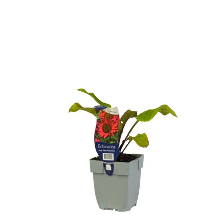 Sonnenhut 'Fatal Attraction'