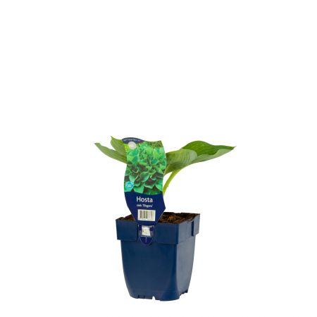 Funkie 'Elegans'