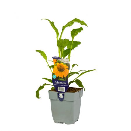 Echinacea Sombrero Lemon Yellow Improved