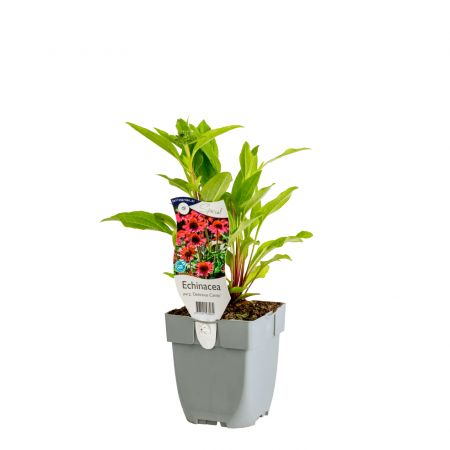 Roter Sonnenhut 'Delicious Candy'