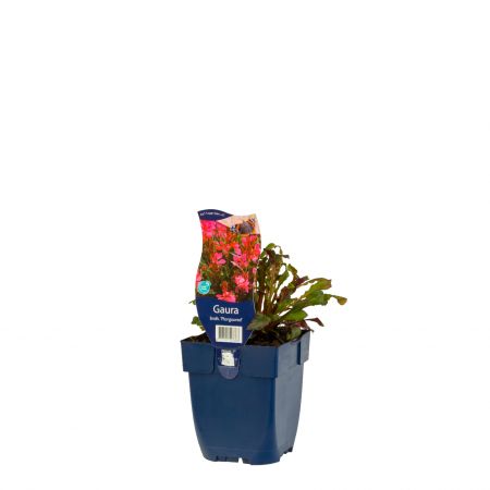 Prachtkerze 'Florgaured'