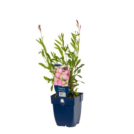 Prachtkerze 'Rosyjane'