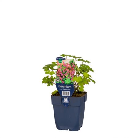 Geranium macrorrhizum 'Olympic Fire'