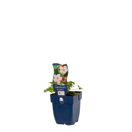 Geranium macrorrhizum 'Spessart'