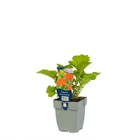Geum 'Tempest Scarlet' PBR