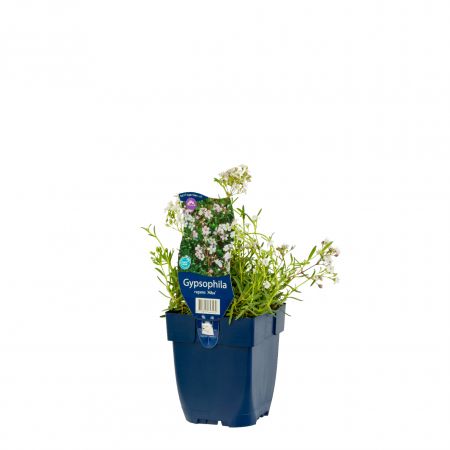 Schleierkraut 'Alba'