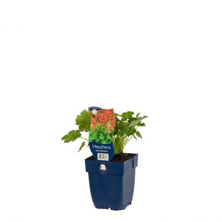 Purperglöckchen 'Splendens'