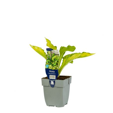 Funkie 'Lady Guineverre'