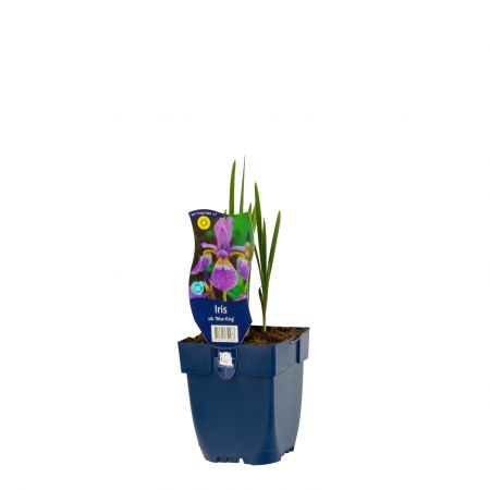 Schwerlilien 'Blue King'