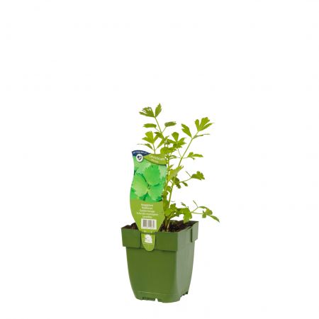Levisticum officinale