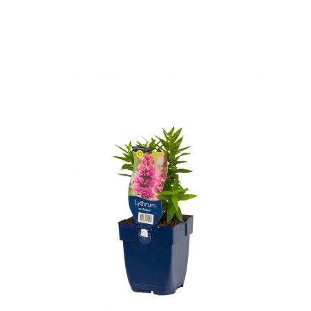 Blutweiderich 'Robert'